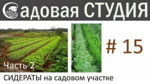 Сидераты на садовом участке. Часть 2