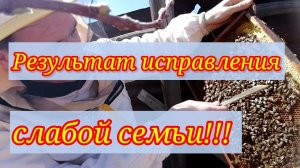Результат исправления слабой семьи! /На заметку критикам! Матка работает отлично)/2020г.