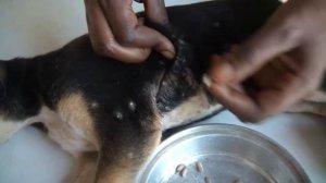 Mangoworms - Dog Videos - Jeffrey found a happy puppy, starring Mangoworms and Fatou, Parasites