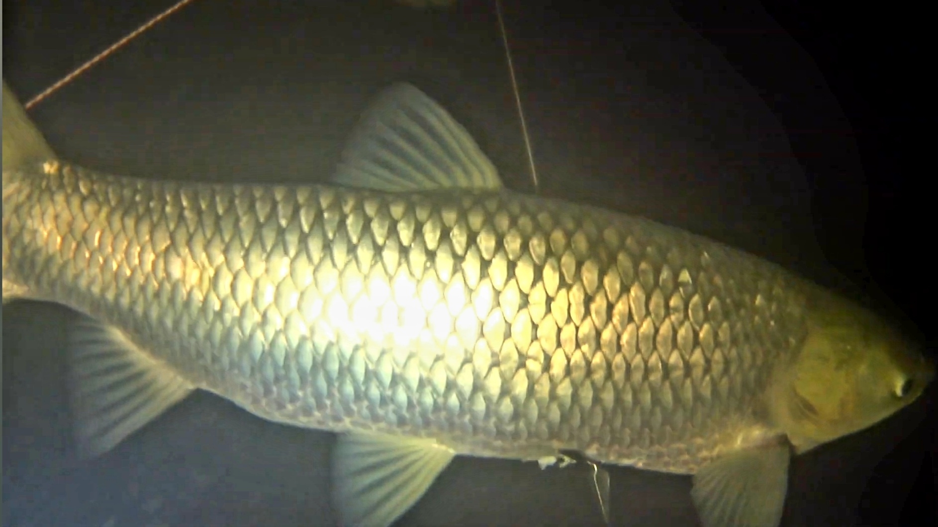 Что Скрывается в Башкирских Водоёмах. Подводная Охота в Башкирии смотреть онлайн