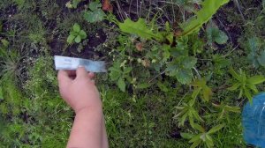 11 08 2017г  клубника-сорта, выращивание.