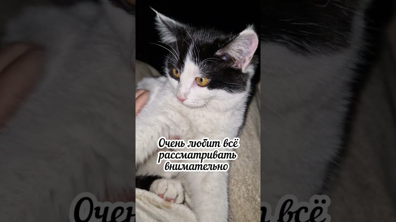 Моя кошка Белка ⬛ #кошка #кошкавдоме #кошечки