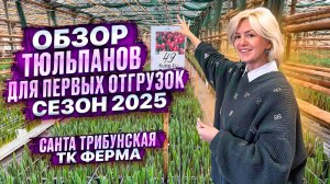 ОБЗОР ТЮЛЬПАНОВ ДЛЯ ПЕРВЫХ ОТГРУЗОК