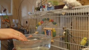 Знакомство с водой. Ручные волнистые попугаи