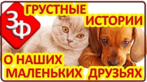 117 Грустные истории зрителей о наших маленьких друзьях