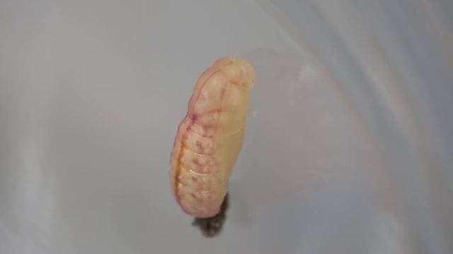 Holly blue (Celastrina argiolus) pupation смотреть онлайн