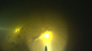 Подводная охота с Алексеем 01.12.2023