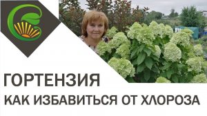 Гортензия  Как избавиться от хлороза