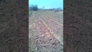 Чеснок Гермидор и Любаша 9 апреля 2019 года.