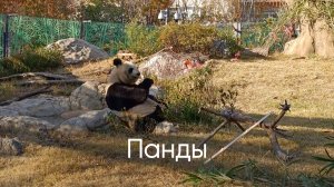 Панды! Смешные и Милые! Funny Panda Токийский зоопарк УЭНО зоопарк токио Pandas Япония UENO ZOO