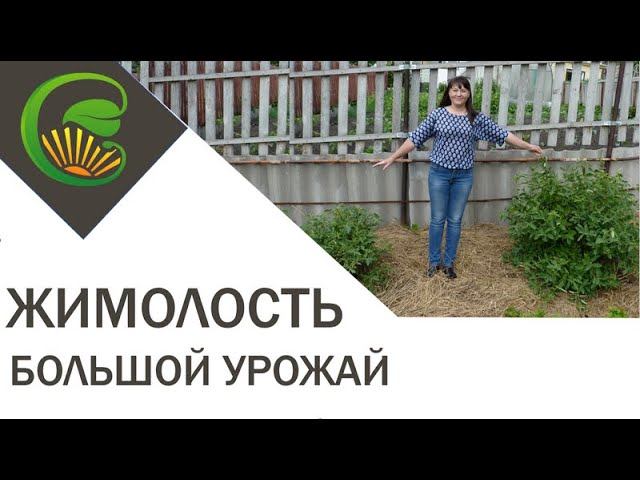 Как получить большой урожай жимолости смотреть онлайн