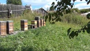 Усиление и объединение семей Подготовка пчёл к зимовке