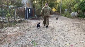 Кокер-спаниель английский команда ко мне! Джина 4 месяца команда ко мне с котами!