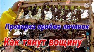 Проверка приёма личинок в китайских мисочках. Тянут или нет вощину... Сады ещё не цветут?!