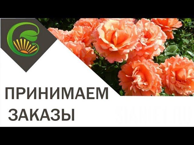 Принимаем заказы на растения