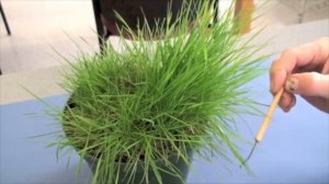 Cool Season Turfgrasses - Part 2