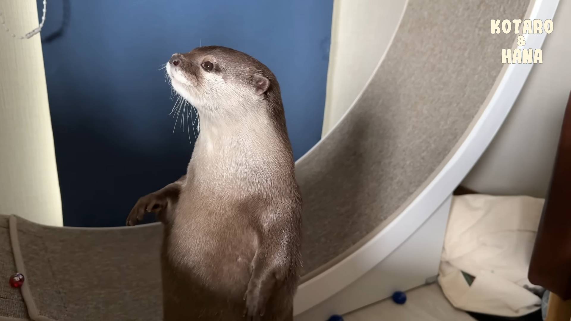 Как выдры используют беговое колесо для кошек? смотреть онлайн