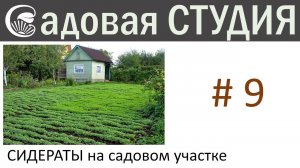 Сидераты на садовом участке