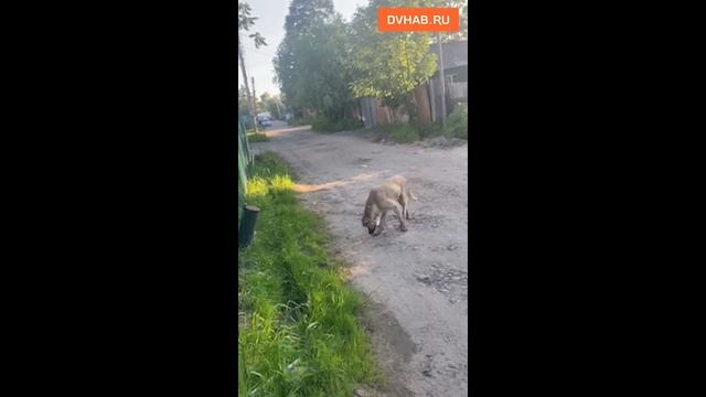 Собаку со сломанной челюстью спасают в Авиагородке смотреть онлайн