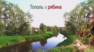 Тополь и рябина