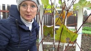 6 соток 18 октября 2020 года. Хроника.