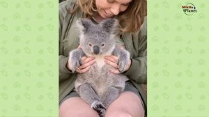 Австралийский парк   Коала . Australian koala park