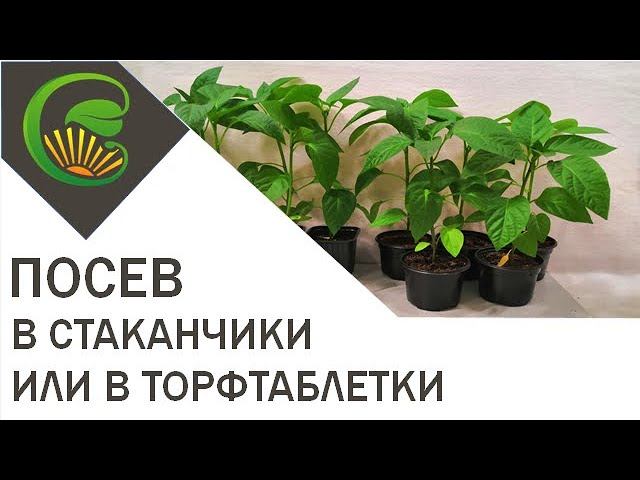 Посев в стаканчики или в торфотаблетки смотреть онлайн