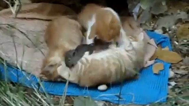 Cat and mouse are friends 2 смотреть онлайн