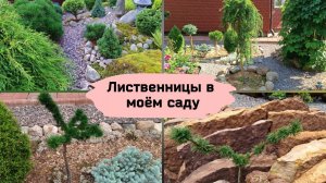 Лиственницы в моём саду.