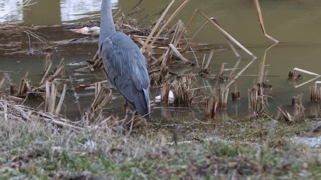 Stork 4K video 1