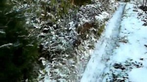 05 11 2016г новые посадки и в 2015 году посаженые.