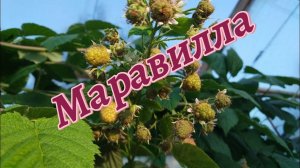 Маравилла