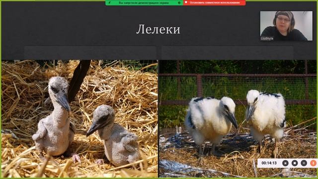 Пташенята диких птахів. Кого я знайшов і як його облаштувати