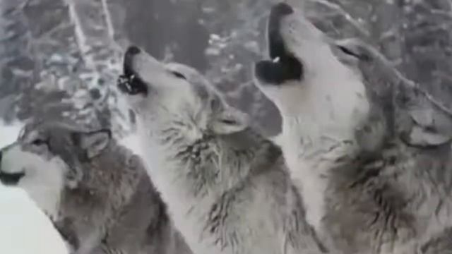 Почему волк? смотреть онлайн