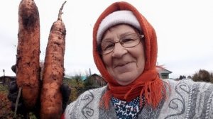 28.09.2022 Работа в огороде закончена. Последний урожай