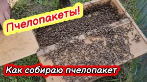 Пчелопакеты 2024! Собираем пчелопакеты.