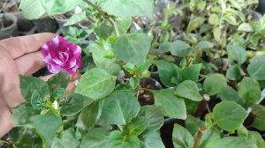 бальзамин махровый (1)