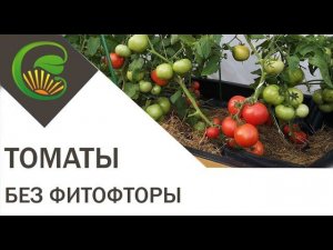 Томаты. До октября без фитофторы