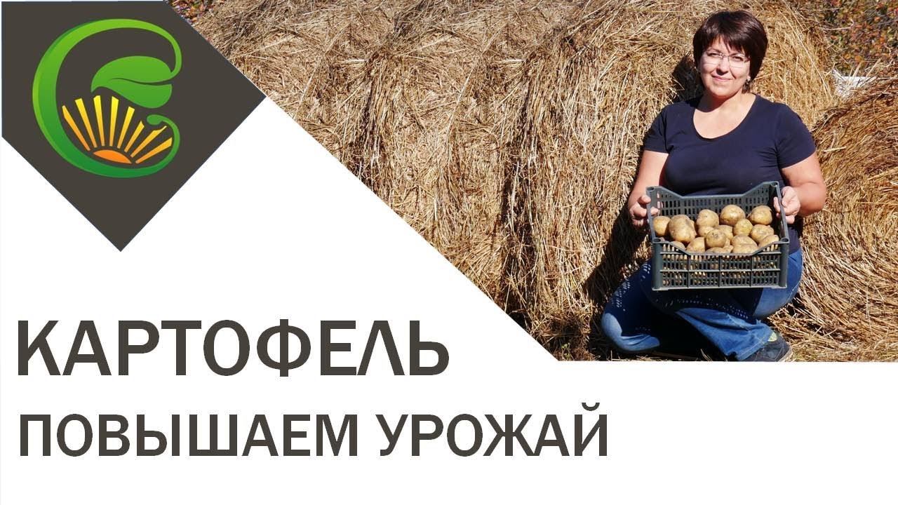 Мульчируем картофель повыышаем урожай смотреть онлайн