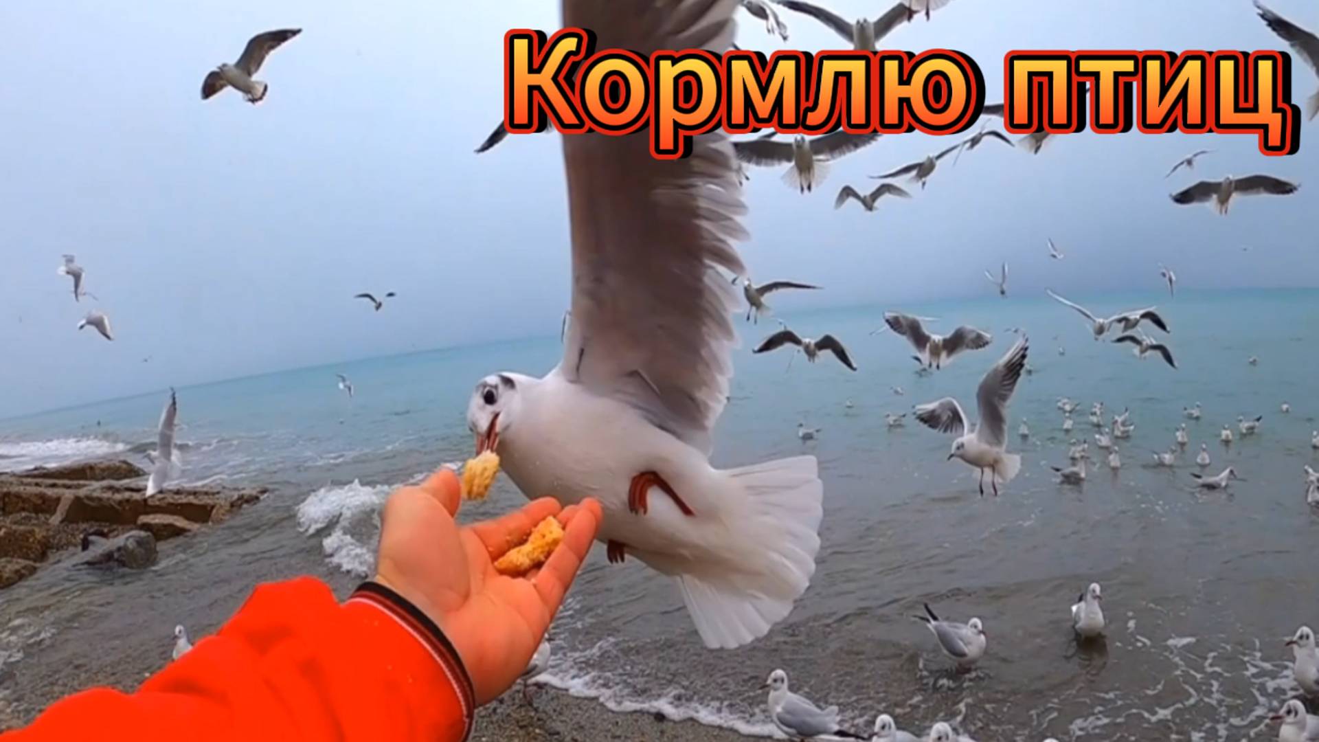 Кормлю птиц на море