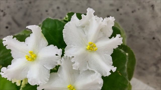 Фиалка ЛИС-Поиграй Снежинками