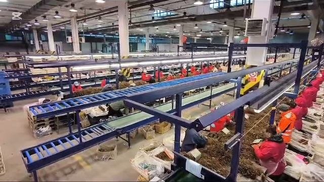 Сортировка рассады
