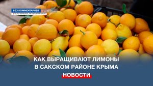 Как выращивают лимоны в Сакском районе Крыма