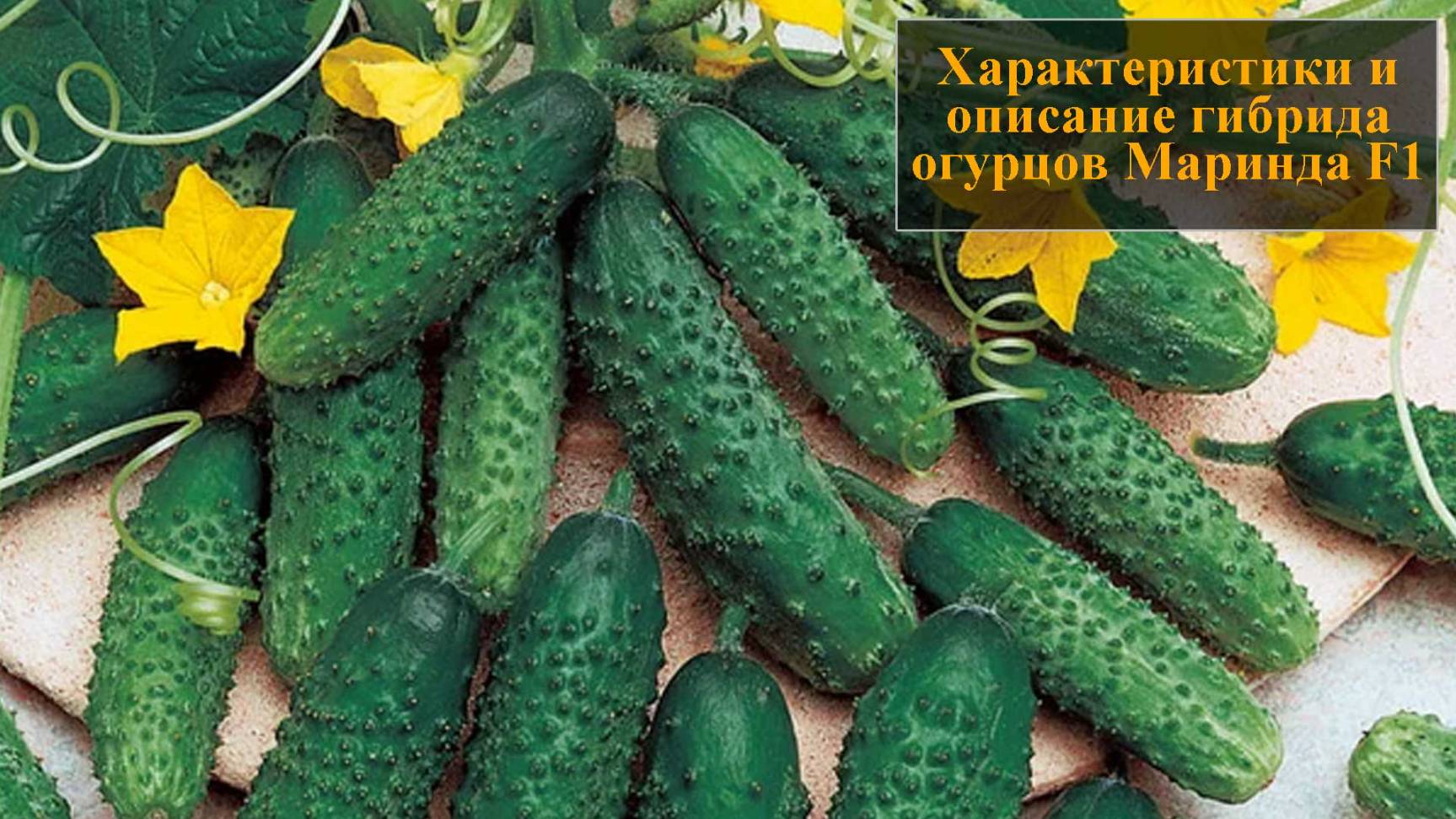 Характеристики и описание гибрида огурца Маринда F1 смотреть онлайн