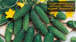 Характеристики и описание гибрида огурца Маринда F1
