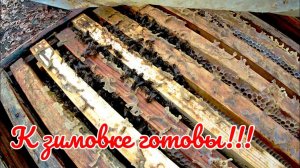 К зимовке готовы! Осмотр семей 31 октября! Влага в ульях(((