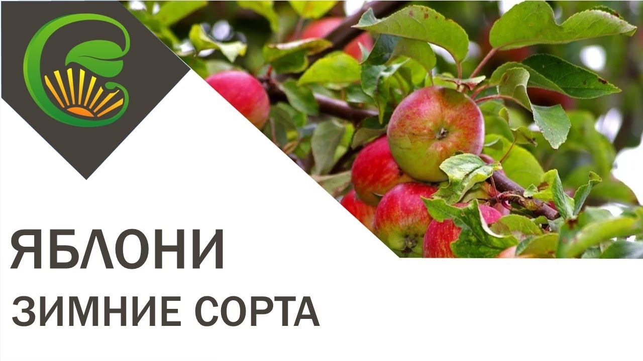 Яблони -- зимние сорта смотреть онлайн