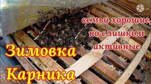 Зимовка. Карника. Семьи сильные, но почему-то очень активные.