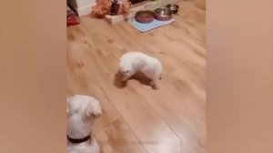#143 Самые смешные животные. Приколы с котами и собаками