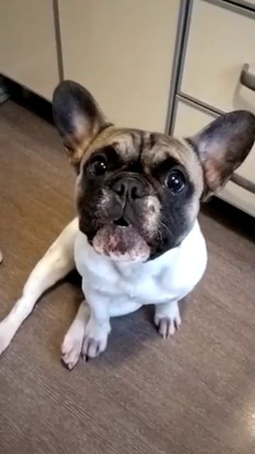 Французский бульдог просит кушать смотреть онлайн